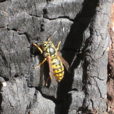 Vespula germanica (German Yellowjacket Wasp (also known as European Wasp)) at Paddys River, ACT - 16 May 2022 by Christine