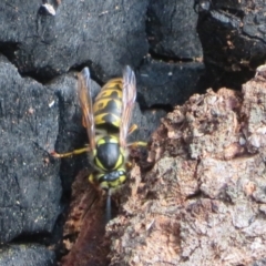 Vespula germanica at Paddys River, ACT - 16 May 2022 03:15 PM