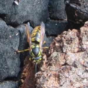 Vespula germanica at Paddys River, ACT - 16 May 2022 03:15 PM