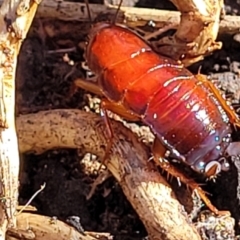 Ellipsidion australe at Dunlop Grasslands - 22 May 2022 by trevorpreston