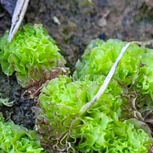 Fossombronia sp. (genus) at Fraser, ACT - 22 May 2022