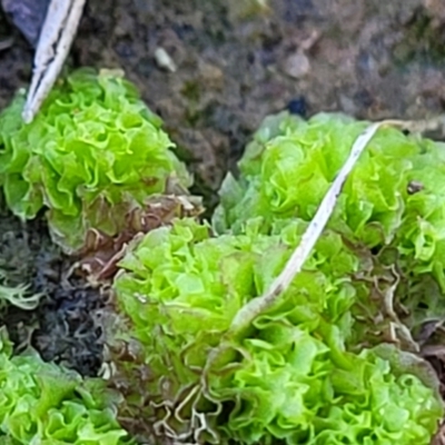 Fossombronia sp. (genus) (A leafy liverwort) at Fraser, ACT - 22 May 2022 by trevorpreston