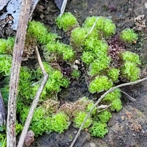 Fossombronia sp. (genus) at Fraser, ACT - 22 May 2022