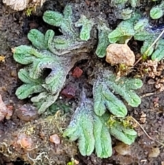 Riccia sp. (genus) (Liverwort) at Fraser, ACT - 22 May 2022 by trevorpreston