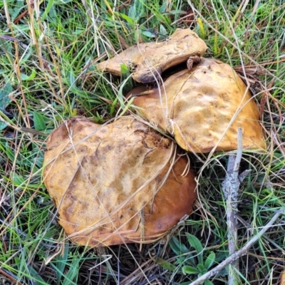 Suillus sp. (A bolete ) at Fraser, ACT - 22 May 2022 by trevorpreston