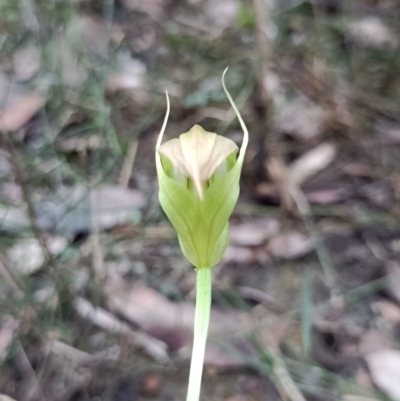 Pterostylis acuminata (Pointed Greenhood) at Mogo, NSW - 22 May 2022 by deua_dan