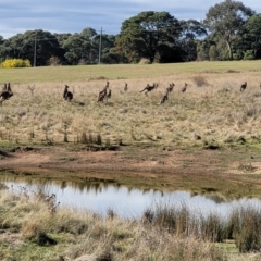 Macropus giganteus (Eastern Grey Kangaroo) at Dunlop Grasslands - 22 May 2022 by trevorpreston