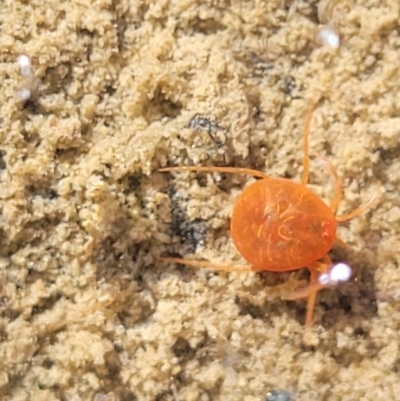 Hydrachnidia sp. (sub-order) (A water mite) at Dunlop Grasslands - 22 May 2022 by trevorpreston