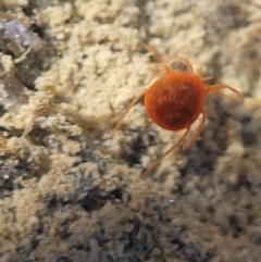 Hydrachnidia sp. (sub-order) at Fraser, ACT - 22 May 2022