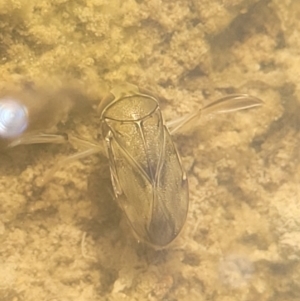 Corixidae (family) at Fraser, ACT - 22 May 2022 10:48 AM