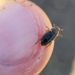 Hydrophilidae (family) at Fraser, ACT - 22 May 2022