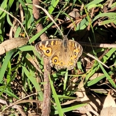 Junonia villida (Meadow Argus) at Dunlop Grasslands - 22 May 2022 by trevorpreston