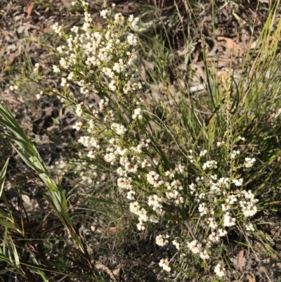 Cryptandra amara (Bitter Cryptandra) at Googong, NSW - 22 May 2022 by Mavis