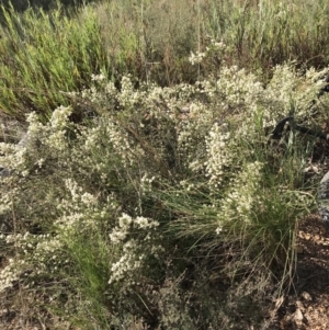 Cryptandra amara at Googong, NSW - 22 May 2022 01:25 PM