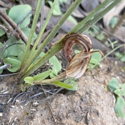 Diplodium truncatum (Little Dumpies, Brittle Greenhood) at O'Connor, ACT - 22 May 2022 by NedJohnston