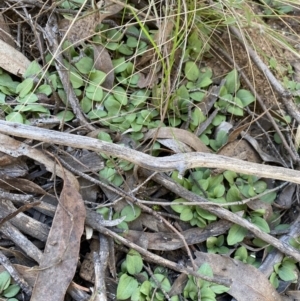 Diplodium truncatum at O'Connor, ACT - suppressed