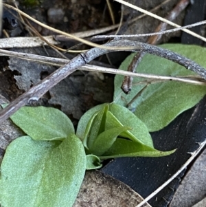 Diplodium truncatum at O'Connor, ACT - suppressed