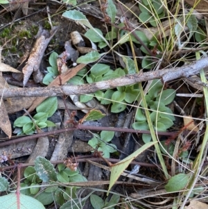 Diplodium truncatum at O'Connor, ACT - suppressed