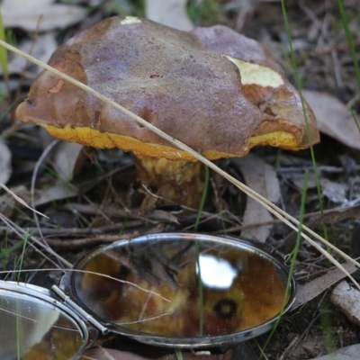 Unidentified Bolete - Fleshy texture, stem central (more-or-less) at Wodonga, VIC - 22 May 2022 by KylieWaldon