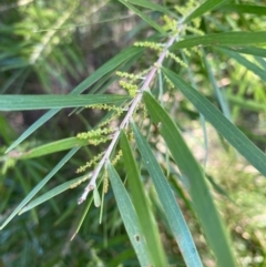 Acacia floribunda (White Sally Wattle, Gossamer Wattle) at Hughes, ACT - 22 May 2022 by KL