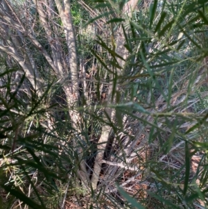 Acacia floribunda at Hughes, ACT - 22 May 2022 03:34 PM