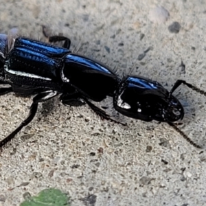 Staphylinidae (family) at Holt, ACT - suppressed