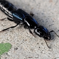 Staphylinidae (family) at Holt, ACT - suppressed