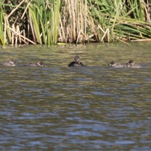 Oxyura australis at Isabella Plains, ACT - 22 May 2022