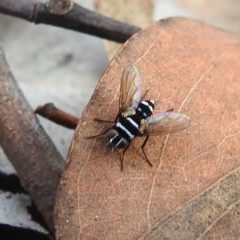 Trigonospila sp. (genus) (A Bristle Fly) at ANBG South Annex - 23 Apr 2022 by HelenCross