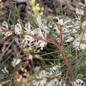 Hakea decurrens at O'Connor, ACT - 24 May 2022