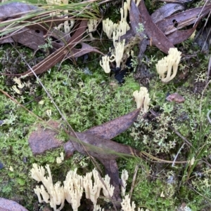 Ramaria sp. at Acton, ACT - 24 May 2022 10:11 AM