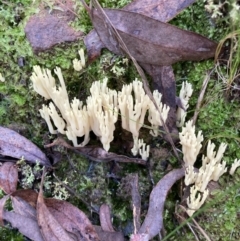 Ramaria sp. at Acton, ACT - 24 May 2022 10:11 AM