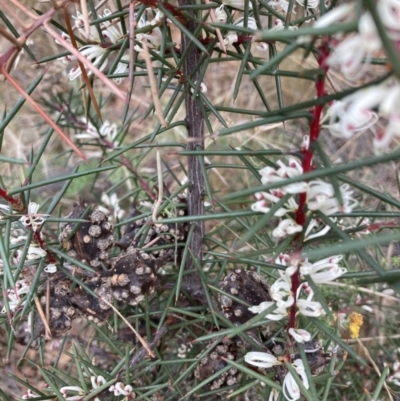 Hakea decurrens (Bushy Needlewood) at Hackett, ACT - 25 Apr 2022 by Jenny54