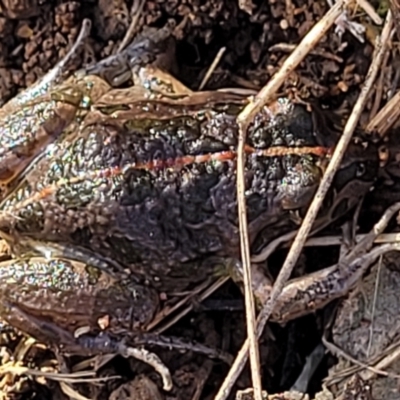 Limnodynastes tasmaniensis (Spotted Grass Frog) at Watson, ACT - 24 May 2022 by trevorpreston