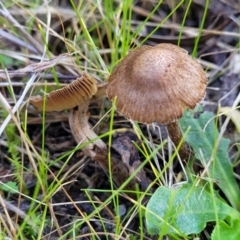 Inocybe sp. at Watson, ACT - 24 May 2022