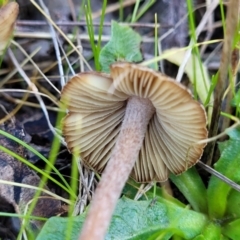 Inocybe sp. at Watson, ACT - 24 May 2022