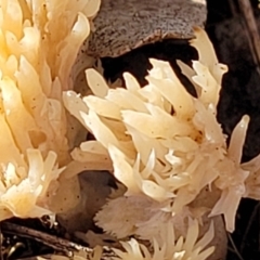 Ramaria sp. at Watson, ACT - 24 May 2022