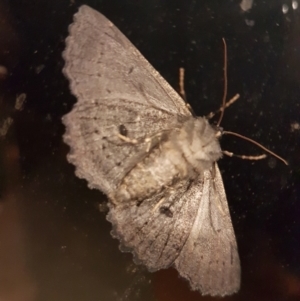 Melanodes anthracitaria at Gundaroo, NSW - 2 Jan 2019 12:19 AM