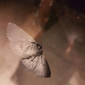 Melanodes anthracitaria at Gundaroo, NSW - 2 Jan 2019 12:19 AM