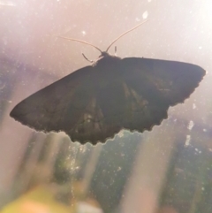 Melanodes anthracitaria at Gundaroo, NSW - 2 Jan 2019 12:19 AM