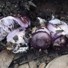 Cortinarius archeri s.l. (Emperor Cortinar) at Acton, ACT - 23 May 2022 by RWPurdie