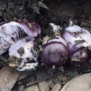 Cortinarius archeri s.l. at Acton, ACT - 23 May 2022