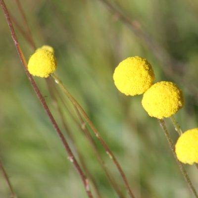 Craspedia variabilis (Common Billy Buttons) at Gundaroo, NSW - 4 Nov 2016 by Gunyijan