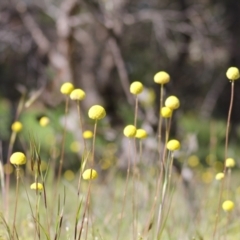 Craspedia variabilis at Gundaroo, NSW - 4 Nov 2016