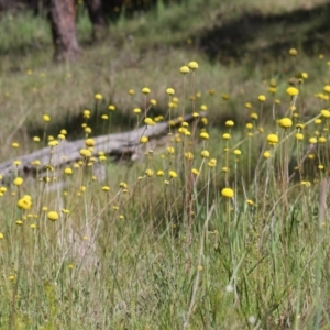 Craspedia variabilis at Gundaroo, NSW - 4 Nov 2016