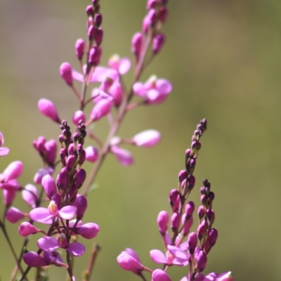 Comesperma ericinum (Heath Milkwort) at Gundaroo, NSW - 4 Nov 2016 by Gunyijan