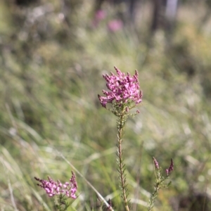 Comesperma ericinum at Gundaroo, NSW - 5 Nov 2016