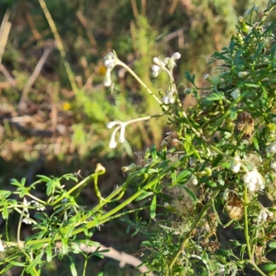 Clematis leptophylla (Small-leaf Clematis, Old Man's Beard) at O'Malley, ACT - 24 May 2022 by Mike