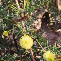 Acacia ulicifolia (Prickly Moses) at O'Malley, ACT - 24 May 2022 by Mike