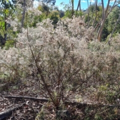 Cassinia quinquefaria (Rosemary Cassinia) at O'Malley, ACT - 24 May 2022 by Mike